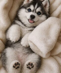 Pomsky