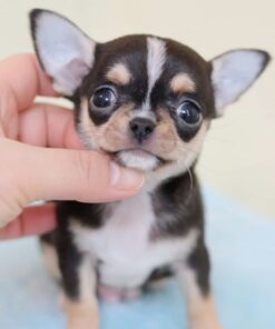 Chihuahua