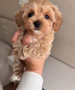 Maltipoo