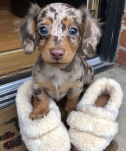 Dachshunds