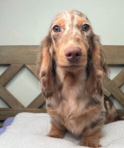 Milo