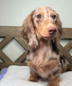 Alternative view of Milo
