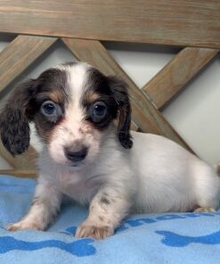 Remy