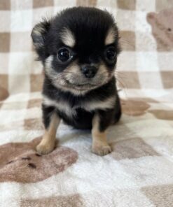 Nala