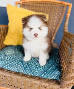 Nugget