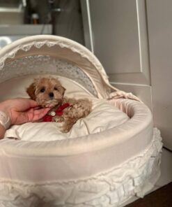 Alternative view of Teddy